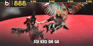 Soi kèo đá gà