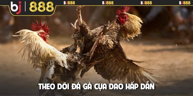 Theo dõi đá gà cựa dao hấp dẫn