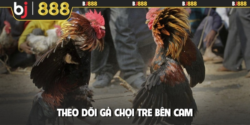 Theo dõi gà chọi tre bên Cam