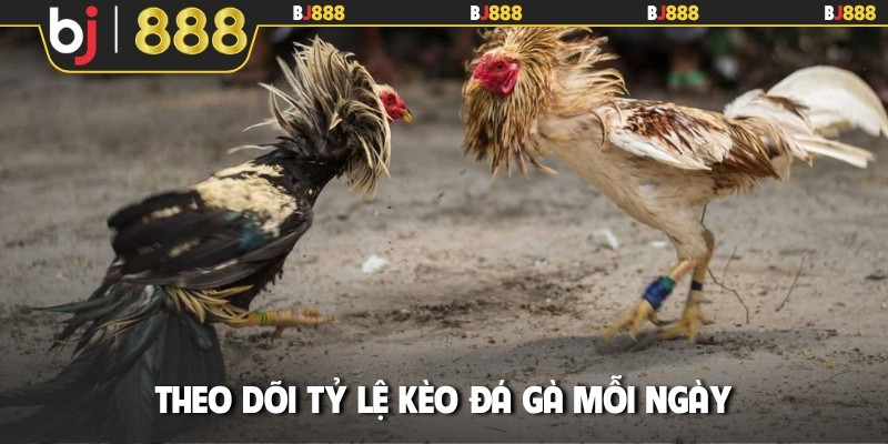 Theo dõi tỷ lệ kèo đá gà mỗi ngày