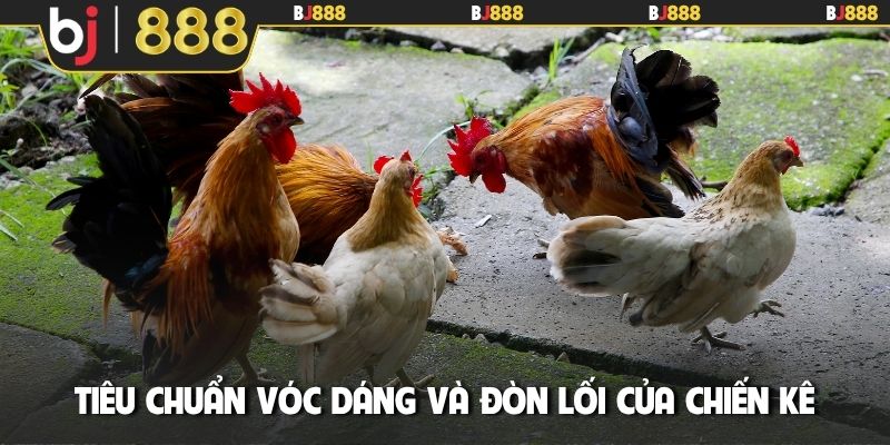 Tiêu chuẩn vóc dáng và đòn lối của chiến kê