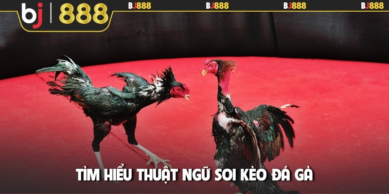 Tìm hiểu thuật ngữ soi kèo đá gà