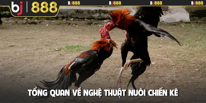 Tổng quan về nghệ thuật nuôi chiến kê
