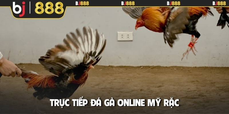 Trực tiếp đá gà online Mỹ rặc