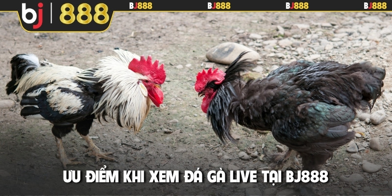 Ưu điểm khi xem đá gà live tại BJ888
