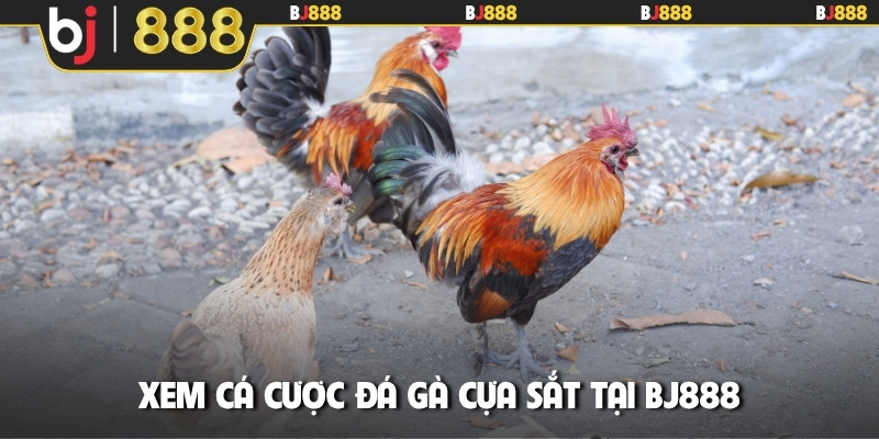 Xem cá cược đá gà cựa sắt tại BJ888