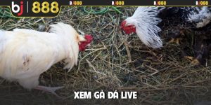 Xem đá gà live