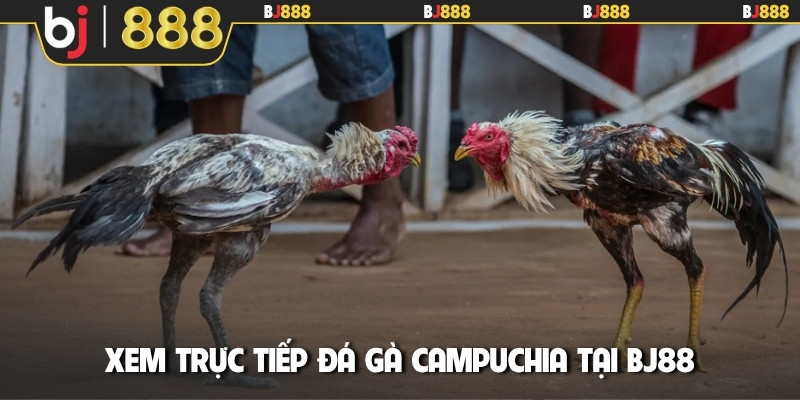 Xem trực tiếp đá gà Campuchia tại BJ88